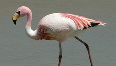 Волгоградские священники спасли фламинго