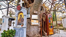 Дерево-часовню в честь отобразившейся иконы Божией Матери сняли на видео