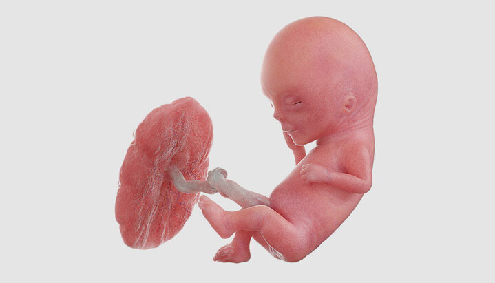 Embryo. Photo: Correspondent