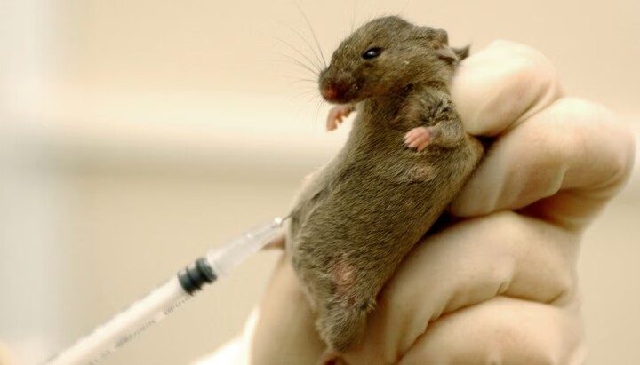 Mice, rats, and monkeys underwent surgical and hormonal sex changes. Photo: Radio Svoboda