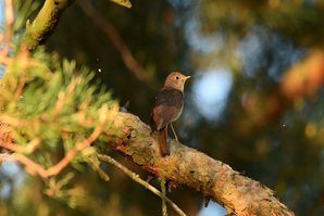 Тест заголовок